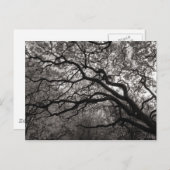 花の中のマグノリアの木 ポストカード (正面/裏面)