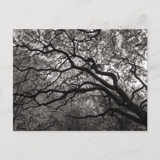 花の中のマグノリアの木 ポストカード (正面)