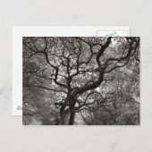 花の中のマグノリアの木 ポストカード (正面/裏面)