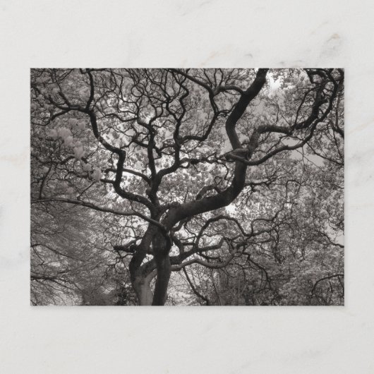 花の中のマグノリアの木 ポストカード (正面)