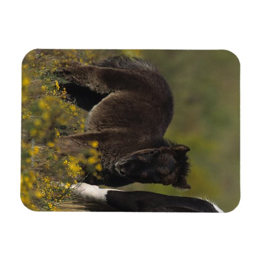 花の中のミニチュアのマーレとフォール マグネット (横)