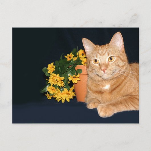 花の付いた猫 ポストカード (正面)