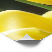 花の写真プリントチューリップフラワー自然 フォトプリント            (角)