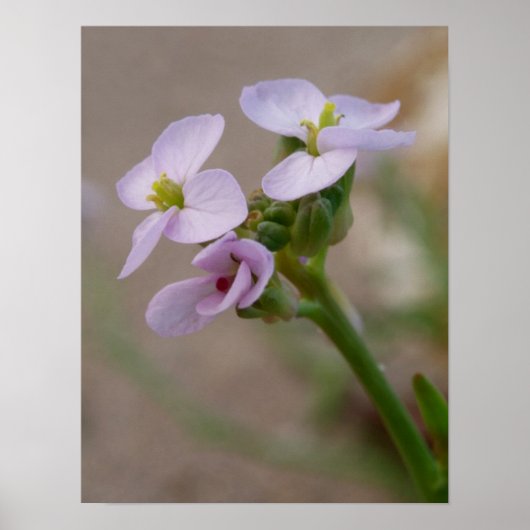花の写真プリント ポスター (正面)