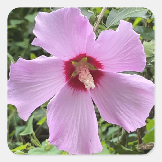 花の写真 スクエアシール (正面)