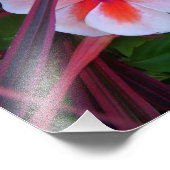 花の写真 フォトプリント            (角)