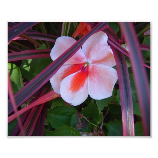 花の写真 フォトプリント            (正面)