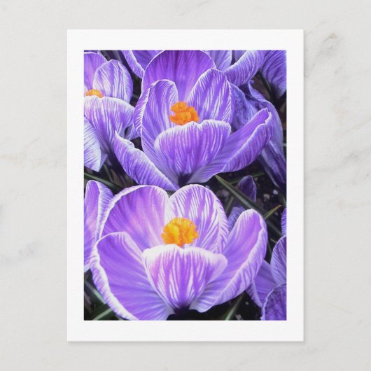 花の写真「紫の花05」 ポストカード (正面)