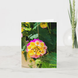 花の写真（黄色とピンク） カード