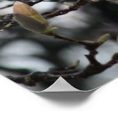 花の前に咲くマグノリアの春の芽 ポスター (角)