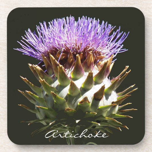 花の咲くグローブアーティチョーク植物採集器 コースター (正面)