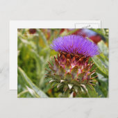 花の咲くグローブアーティチョーク野菜 ポストカード (正面/裏面)