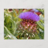 花の咲くグローブアーティチョーク野菜 ポストカード (正面)