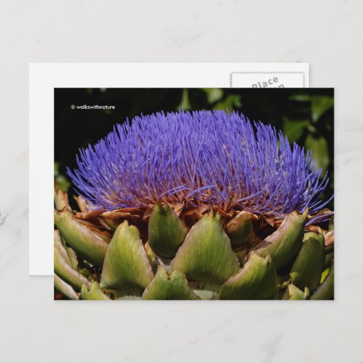 花の咲くグローブアーティチョーク ポストカード (正面/裏面)