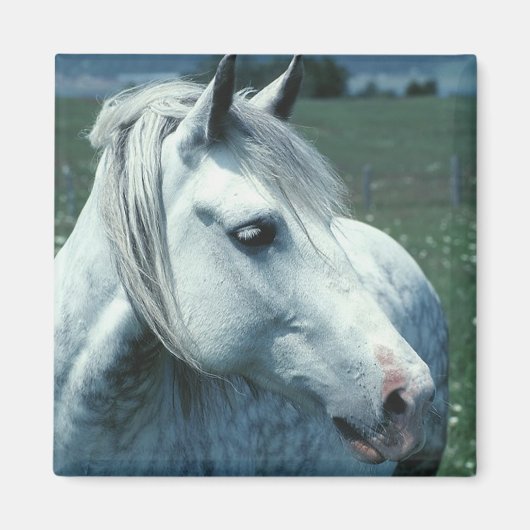 花の咲く牧草地で刈り込まれた灰色 マグネット (正面)