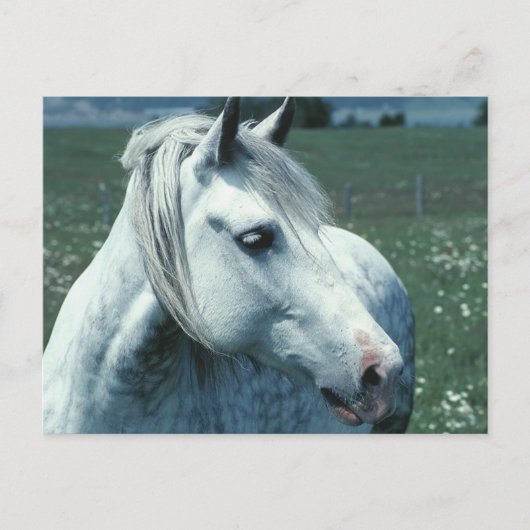 花の咲く牧草地に斑入りの灰色 ポストカード (正面)