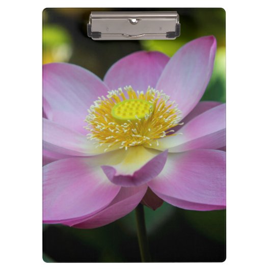 花の咲く蓮の花（インドネシア） クリップボード (正面)
