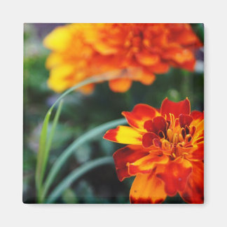 花の大物 マグネット