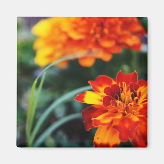 花の大物 マグネット (正面)