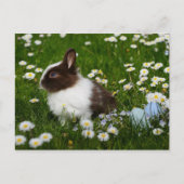 花の小さな茶色と白のバニー ポストカード (正面)