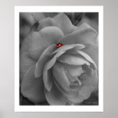 花の小さな虫 ポスター (正面)