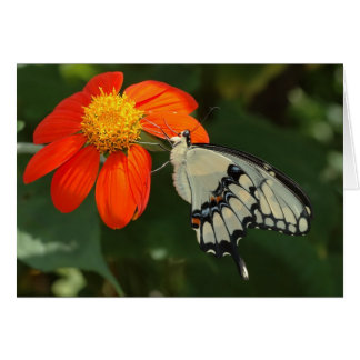 花の巨大なアゲハチョウ
