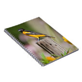 花の庭でボルチモアのオリオールの女性 ノートブック (右側)