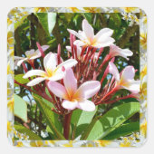 花の桃色のフランギパニの木 スクエアシール (正面)