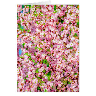 花の梅