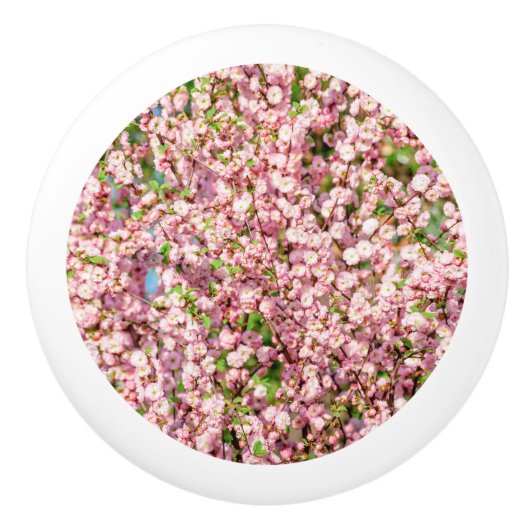 花の梅 セラミックノブ (正面)