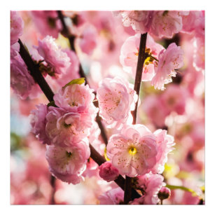花の梅 – ピンクパラディーズ フォトプリント           