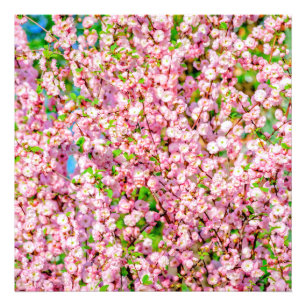 花の梅 フォトプリント