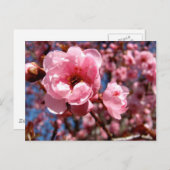 花の梅 ポストカード (正面/裏面)