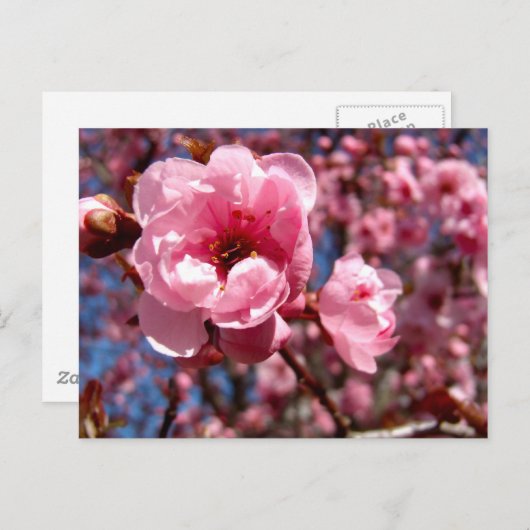 花の梅 ポストカード (正面/裏面)