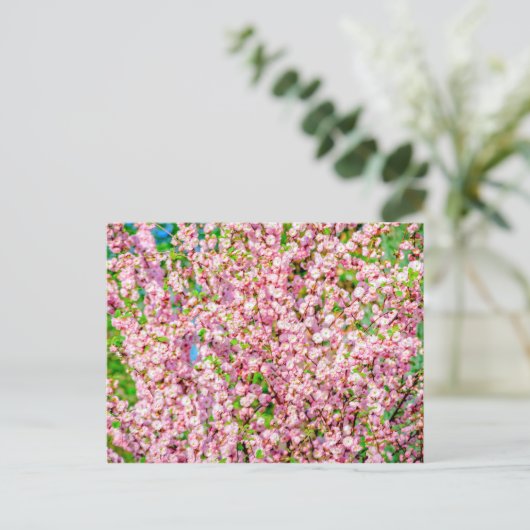 花の梅 ポストカード (スタンド正面)