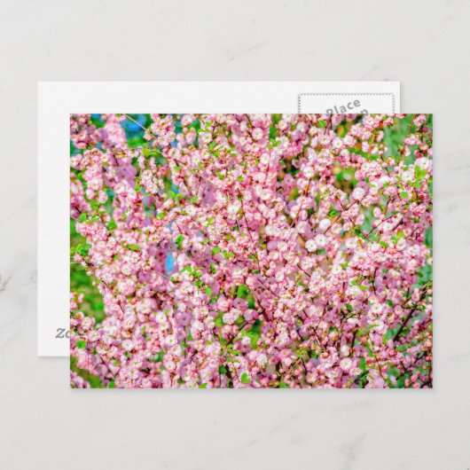 花の梅 ポストカード (正面/裏面)