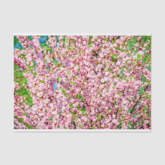 花の梅 薄葉紙 (正面)