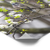 花の梨の木に青いジェイ ポスター (角)