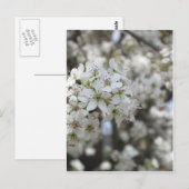 花の梨の木の開花 ポストカード (正面/裏面)