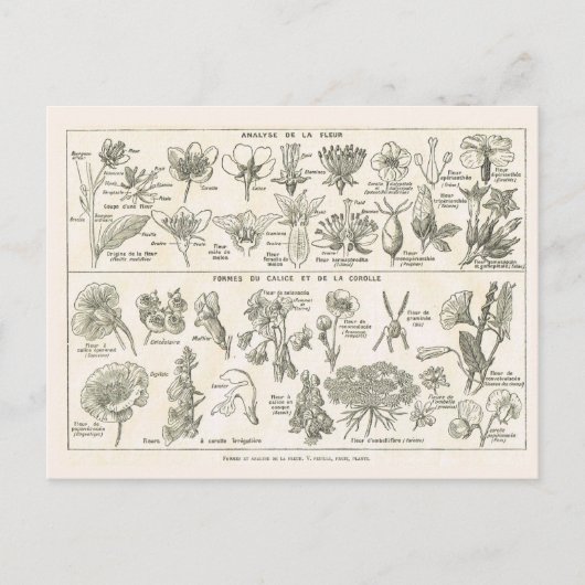 花の構造 ポストカード (正面)
