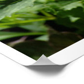 花の橋に咲くピンクがかった白のスパイキー花 ポスター (角)