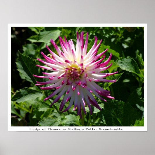 花の橋に咲くピンクがかった白のスパイキー花 ポスター (正面)