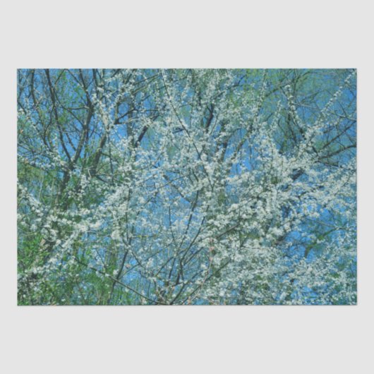 花の白い野梅 薄葉紙 (正面)