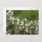 花の真のマートル ポストカード (正面/裏面)