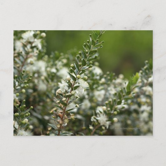 花の真のマートル ポストカード (正面)