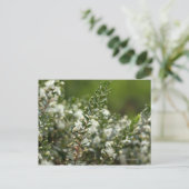 花の真のマートル ポストカード (スタンド正面)