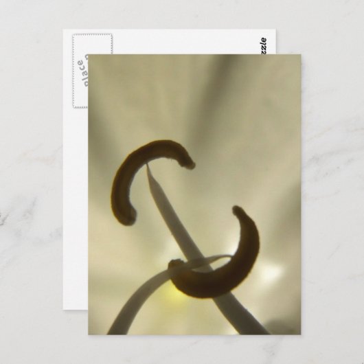 花の種はがき ポストカード (正面/裏面)