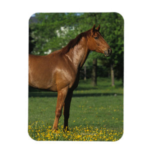 花の純血種の馬 マグネット