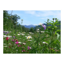花の素晴らしい景色