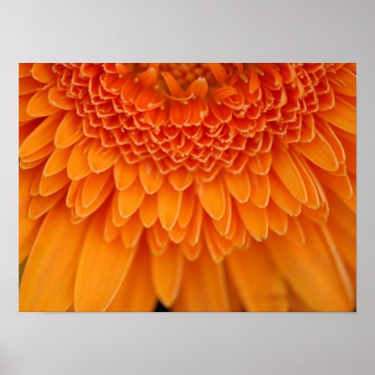 花の花びら ポスター (正面)